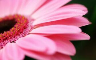 Pink Flower Petals Desktop Pc And Mac Wallpaper