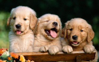 Dog Background Wallpaper