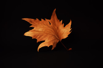 Autumn Leaf Black Wallpaper HD Nature 4k Image