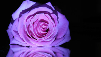 Purple Rose High Quality Wallpaper