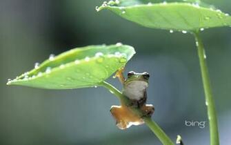 Windows Vista Wallpaper 3d Natu HD Desktop
