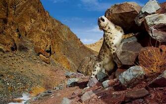 Mac Os X Snow Leopard Scratch Wallpaper HD