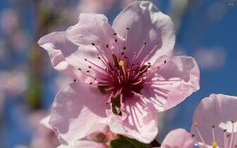 Peach Blossom Wallpaper Flower