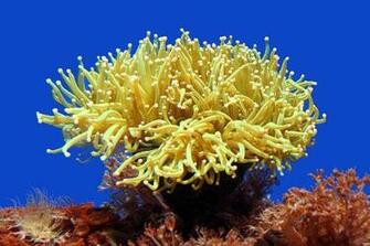Sea Anemone Wallpaper X HD Res