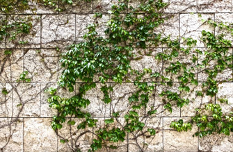 Ivy Wall Texture