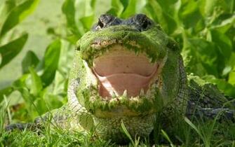 Wallpaper Db Alligator