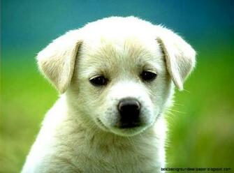 Dog Screensavers And Wallpaper Best Background