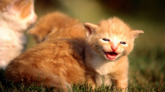 Cute Kitten Wallpaper