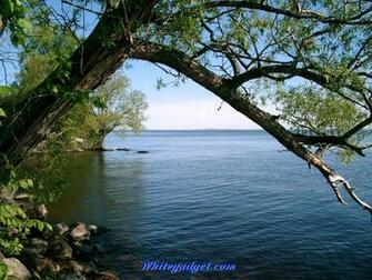 107393d1338615035 Tree Water Wallpaper Pics Jpg
