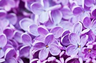 The Best Flowers To Plant In Spring Pro
