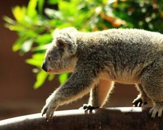 Koala Bear UHD Wallpaper Ultra High Definition 4k
