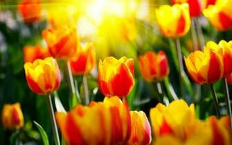 Tulip Computer Wallpaper Desktop Background Id