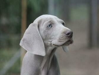 Weimaraner Wallpaper