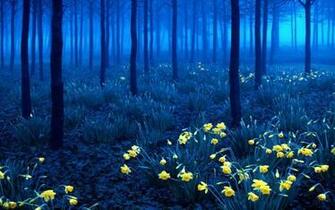 Black Forest In Germany Wallpaper HD Desktop
