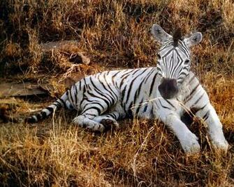 Baby Zebra Wallpaper