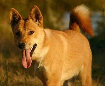 Dingo Wallpaper Pics Fun Animals Wiki Videos