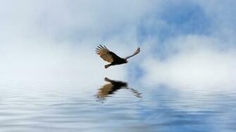 Fly Wallpaper Full HD Zuiw6h1 4usky