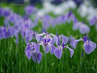 Of Summer Nature Photography Purple Wild Flowers Wallpaper