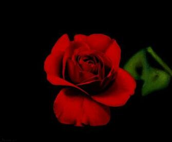 Black And Red Roses Rose On Background Oil