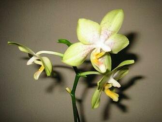 Orchid Wallpaper Enjoy For Your Computer