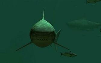 Set Your Android Phone Or Tablet With This Tiger Sharks Live Wallpaper