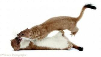 Stoat Photo Wp28481