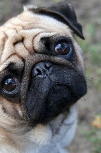 Cute Pug Jpg