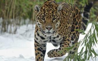 Jaguar Computer Wallpaper Desktop Background Id