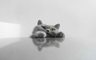 Funny Cat Face Image HD Wallpaper Photo Picture