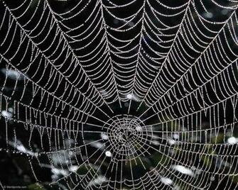 Spider Web Wallpaper