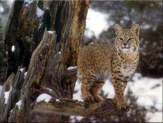 Bobcat Wallpaper Desktop