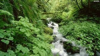 Forest Little Stream Wallpaper