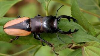 Beetle Bug Wallpaper