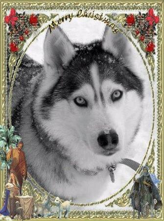 Christmas Siberian Huskies Pictures Of The Month Husky