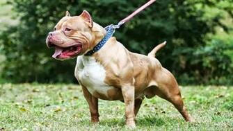 American Pit Bull Dogs Photos Image