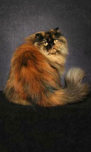 Tortoiseshell Cats Wallpaper For Android By Evgenij