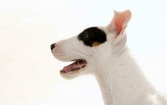 My Cool Pitbull Dog Wallpaper Dogs