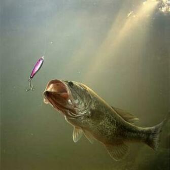 Bass Fishing Lure Wallpaper Love