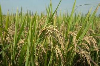 Image Syngenta