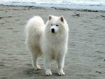 Samoyed Wallpaper