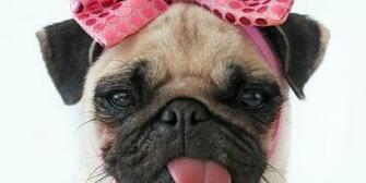 Pics Photos Pink Puppies Wallpaper Pug