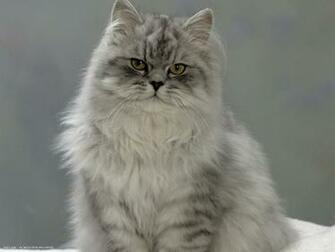 Domestic Cat Chinchilla Persian HD