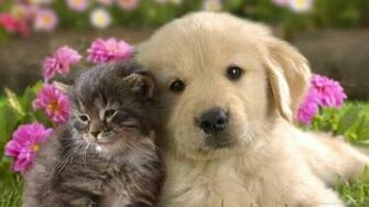 Animals Cute Dogs Puppies Puppy Related Wallpaper