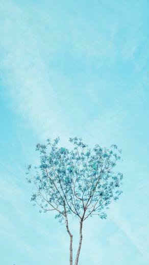 Pacific Foliage Wallpaper Tablet Phone Blue