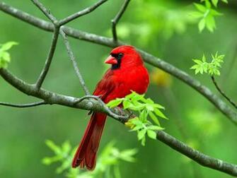 You The Best Beautiful Birds Wallpaper Pictures