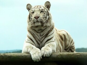 White Tiger Wallpaper Widescreen Weddingdressin