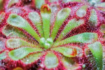 4k Carnivorous Plant Wallpaper Background Image