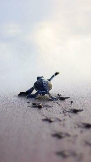 Baby Turtle iPhone Wallpaper Cards Cute Animals