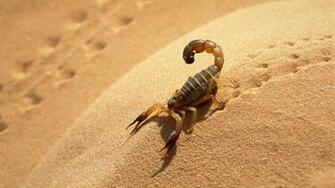 Desert Sahara Wallpaper Scorpions Algeria