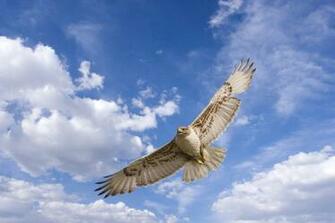 All Wallpaper Cooper S Hawk HD